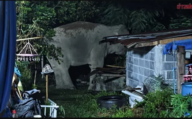 Ám ảnh đêm khuya: Con vật khổng lồ nặng 3 tấn xông thẳng vào nhà dân, phá tan tài sản và giết chó nuôi