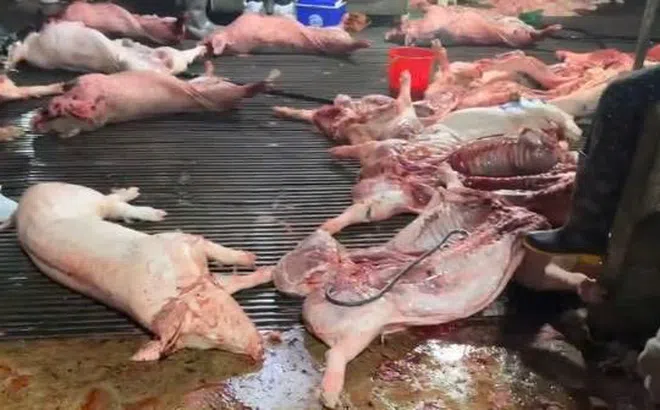 Hà Nội: Phụ huynh cắt suất ăn bán trú, đón con về giữa trưa sau vụ 300 tấn thịt lợn bệnh được đưa vào trường học