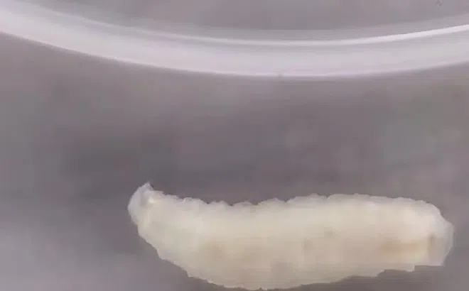 Suất ăn trưa ở trường của con có mùi lạ, phụ huynh hoảng loạn vì phát hiện giun ngoe nguẩy trong món tôm