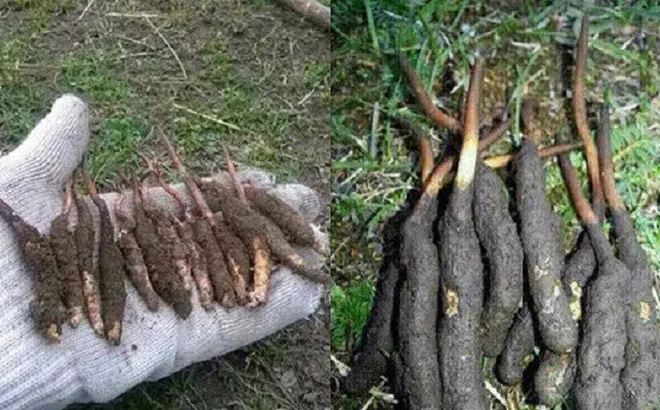 Đông trùng hạ thảo tăng sức đề kháng chống virus trong mùa dịch COVID-19