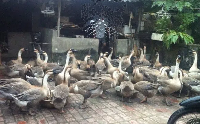 Khốn đốn vì món nợ tín dụng đen của chàng rể quý