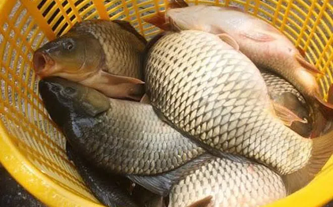 8 loại cá cực bổ dưỡng mà các bà nội trợ thông minh chắc chắn không bỏ qua