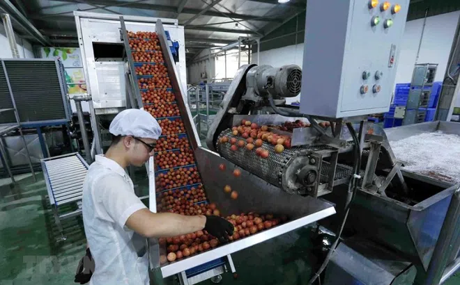 Xuất khẩu rau quả đạt gần 301 triệu USD trong tháng đầu năm 2022