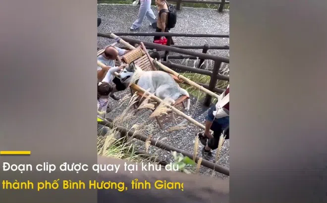 Video: Cô gái thuê người kiệu chó lên núi ngắm cảnh