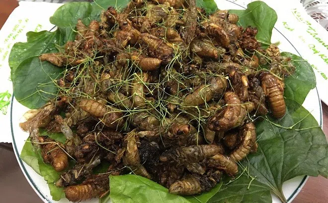 Người phụ nữ nhập viện cấp cứu sau ăn ve sầu xào lá chanh