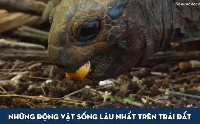 Video: Bất ngờ về tuổi thọ của Rùa khổng lồ và những sinh vật sống lâu bậc nhất Trái Đất