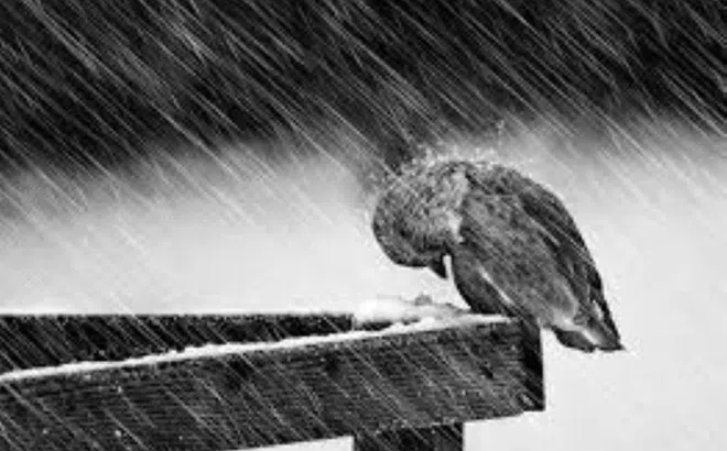 Tâm thế đợi bão