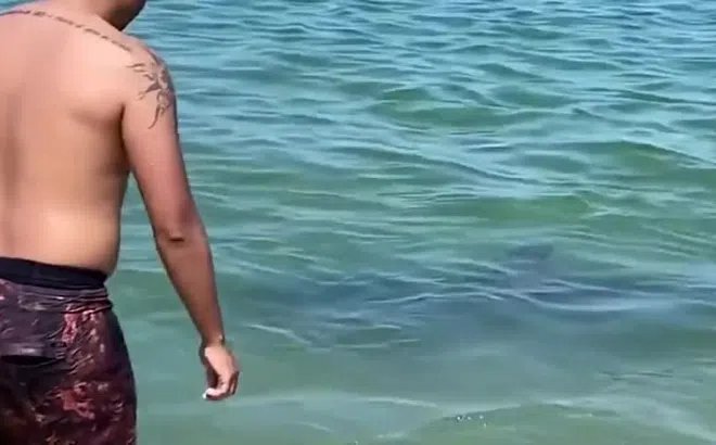 Clip: Cá heo tấn công khiến du khách tắm biển ở Nhật bị thương