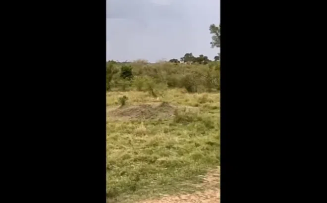 Video: Sư tử bỏ chạy thục mạng khi bị khỉ đầu chó truy đuổi