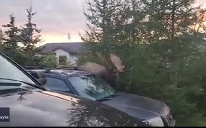 Clip: Bất ngờ phát hiện nai sừng tấm lớn đi dạo qua bãi đậu xe