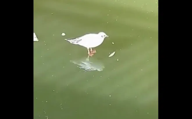 Clip: Thú vị khoảnh khắc chim cố bắt cá trên mặt hồ đóng băng