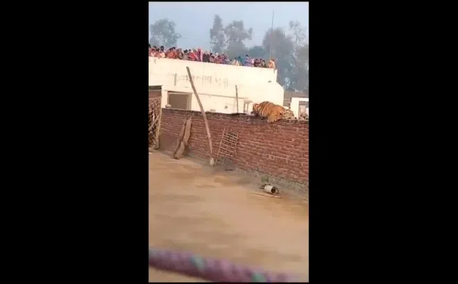 Clip: Hổ vào làng ung dung nằm trên tường, dân kéo nhau đến xem