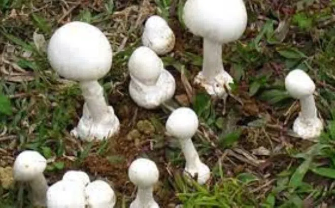 Lai Châu: 2 cháu nhỏ tử vong do ăn phải nấm độc