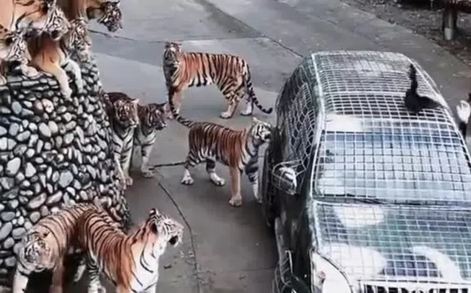 "Việc nhẹ lương cao": Vườn thú tuyển tài xế cho hổ ăn, lương hơn 180 triệu đồng/tháng gây “bão” mạng
