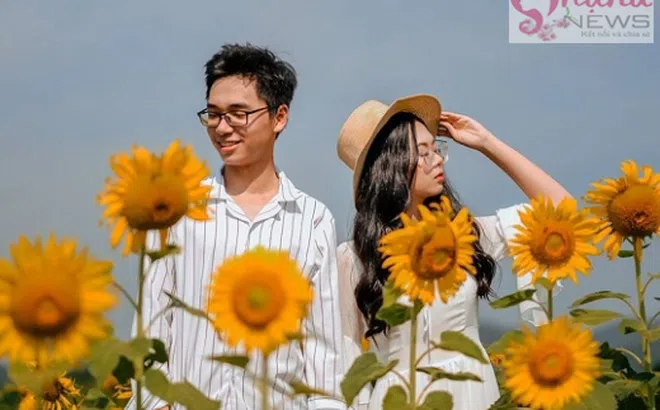 Chẳng cần đi đâu xa, ở Huế cũng có cánh đồng hoa hướng dương khiến giới trẻ mê mẩn