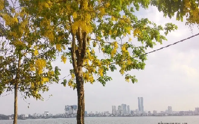 Hồ Tây: Rực rỡ sắc vàng của Quốc hoa Thái Lan
