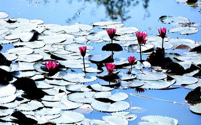 Hoa súng nở tím hai bên dòng suối Yến