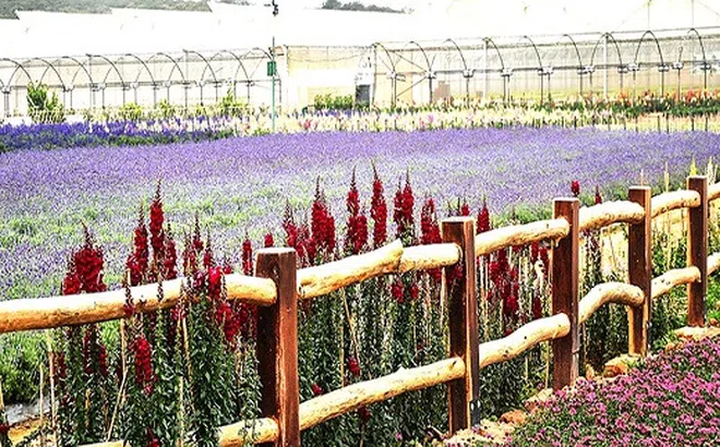 `Cơn sốt` du lịch nông trại cho khách `sống ảo` ở `Miền đất lạnh`