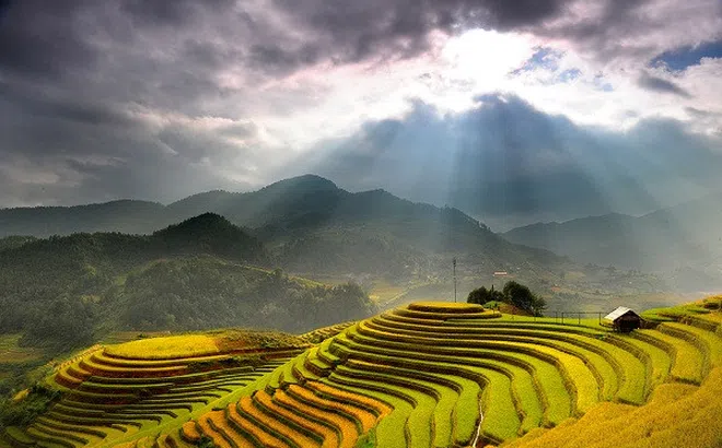 Tháng 10 rủ nhau lên Hoàng Su Phì \'đắm chìm\' trong mùa lúa chín vàng