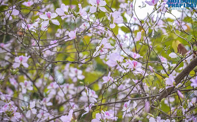 Hoa ban Tây Bắc nở rộ đẹp nao lòng trên đường phố Hà Nội