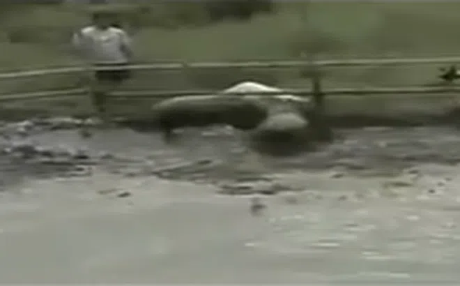 Video: Lợn rừng bị nhổ 2 răng nanh vẫn khiến 3 con chó Pitbull sợ "chạy mất dép"