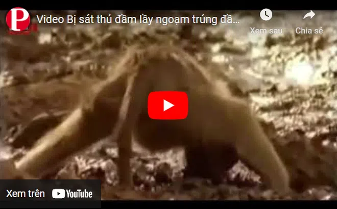 Video: Bị "sát thủ đầm lầy" ngoạm trúng đầu, khỉ đầu chó chật vật phản đòn và cái kết bất ngờ