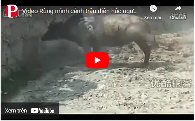 Video: Rùng mình cảnh trâu điên húc người đàn ông văng lên không trung rồi "lột áo"