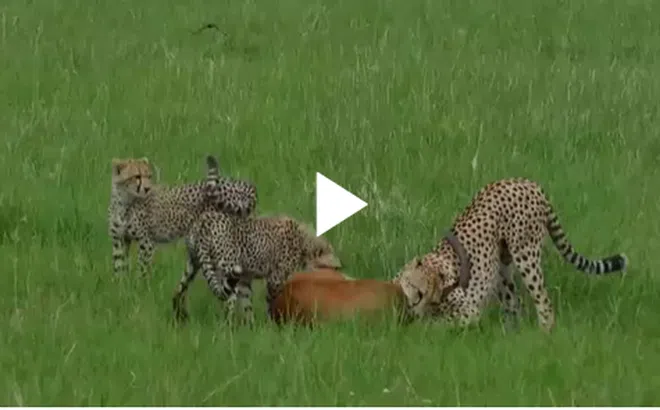 Video: Rơi vào vòng vây 3 mẹ con báo săn, linh dương vẫn thoát chết cực khó tin