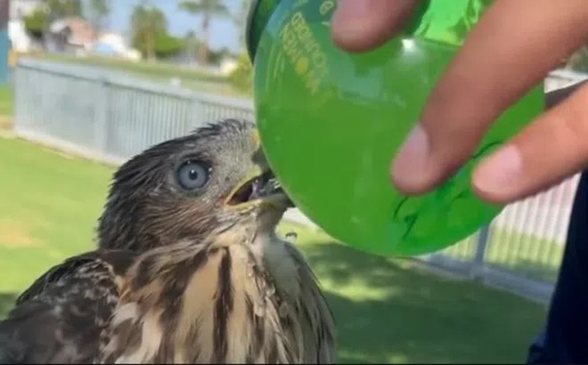 Chuyện thật như đùa: Lĩnh án tù vì ép chim... uống rượu