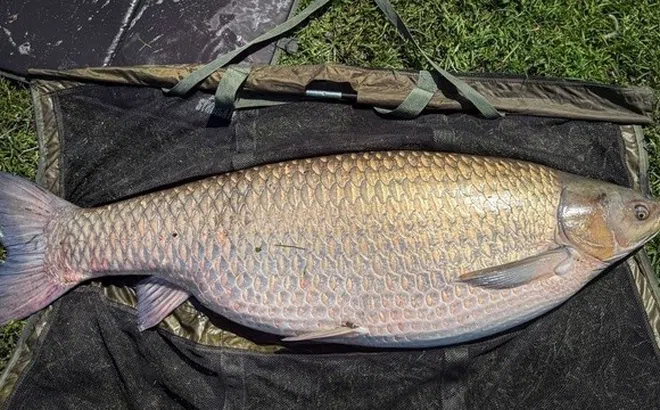 Cận cảnh con cá chép cỏ lập kỷ lục thế giới: Cả đời người chắc gì đã gặp một lần?