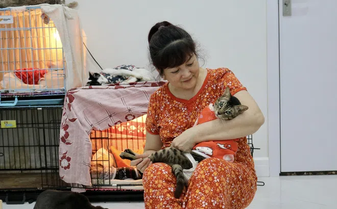 Năm Mão nói chuyện mèo: “Thiên đường hạnh phúc” của những chú mèo vô gia cư