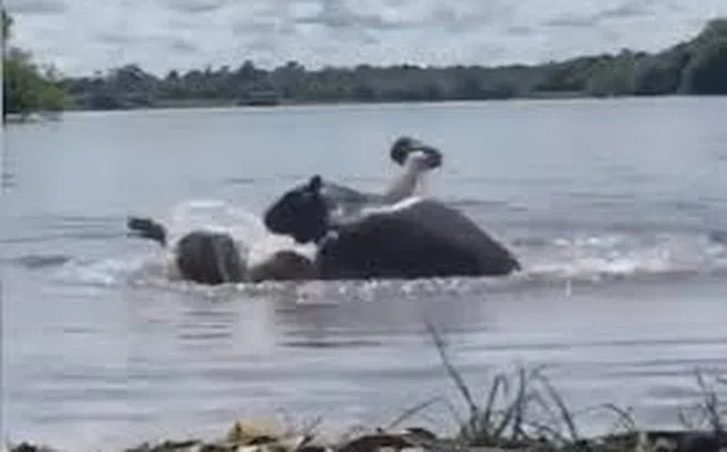 Clip: Người phụ nữ hoảng loạn khi bị Capybara tấn công