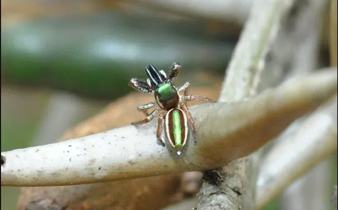 Chiêm ngưỡng vẻ đẹp của loài nhện "ăn chay" duy nhất trên thế giới