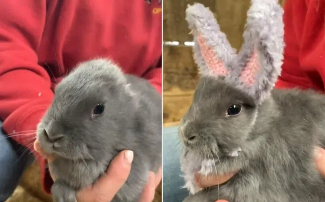 Món quà đặc biệt dành cho chú thỏ không tai khiến cả thế giới mỉm cười xúc động