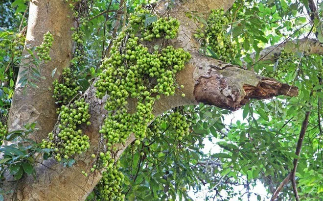 Loại quả mọc đầy vườn không ai ăn hóa ra là 'vua của các vị thuốc' giúp đánh bay mỡ thừa, chống ung thư