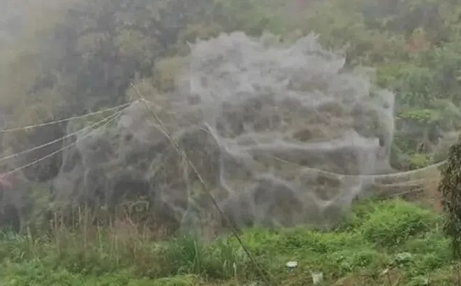 Rùng mình clip cận cảnh mạng nhện khổng lồ bí ẩn, chuyên gia giải thích hiện tượng này