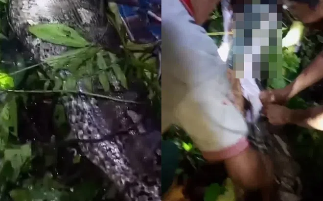 Clip: Khoảnh khắc người đàn ông được lấy ra từ bụng con trăn sau khi bị nuốt chửng