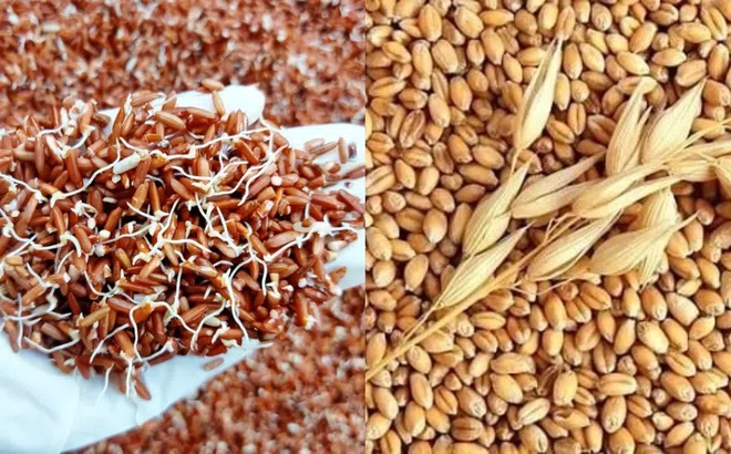 3 loại thực phẩm nhiều người thường vứt đi khi thấy nảy mầm hóa ra lại bổ ngang nhâm sâm tổ yến
