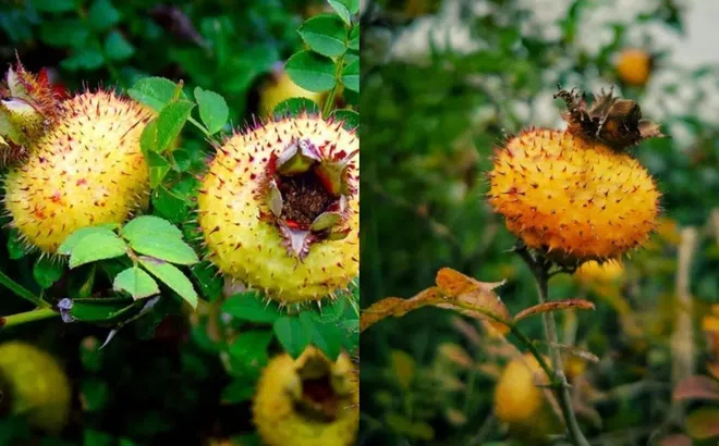 Loại quả dại mọc ven đường được ví như 'thần dược', 'kẻ thù' của ung thư, 90% mọi người không biết