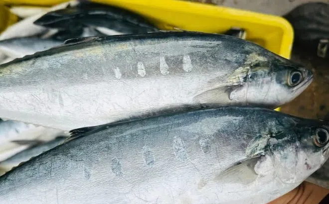 Cá nhà nghèo ngày nào, nay “đổi đời” thành đặc sản hiếm, giá không còn mềm