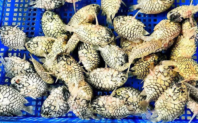 Nghe tên tưởng trái cây, loại cá này lại là hàng hiếm giá tới nửa triệu đồng/kg, giới sành ăn săn lùng