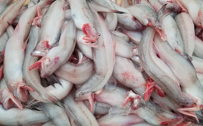 Từng làm thức ăn cho gia súc, nay loài cá “mềm như cháo” chạm mốc 1 triệu đồng/kg