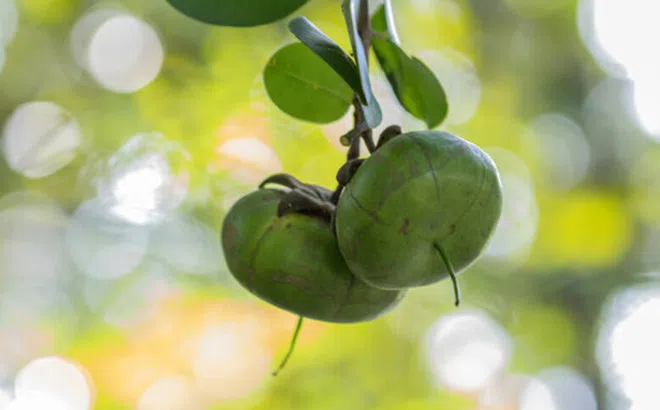 Thứ quả nghe tên tưởng “nghèo” nhưng dân sành ăn lại mê tít