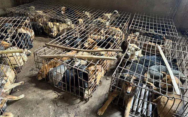 Kiểm tra nhà dân, công an thu giữ khoảng 70 con chó cùng nhiều dụng cụ bắt trộm