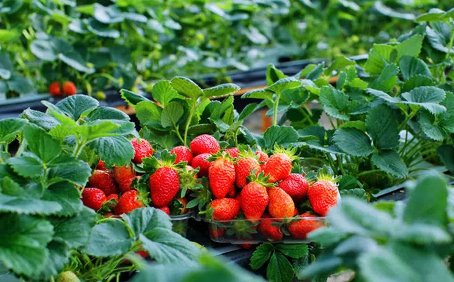 Một loại quả mệnh danh "viên vitamin đỏ" trồng nhiều ở Đà Lạt lọt top trái cây tốt nhất thế giới: Vừa ngon vừa giúp đẹp da