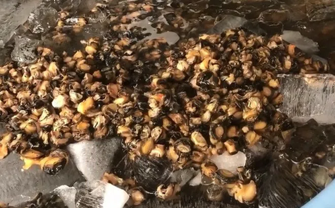 Phát hiện cơ sở dùng hóa chất để ngâm thịt ốc trước khi bán cho các chợ và tiệm ăn tại TP.HCM