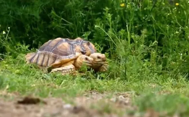 Clip: Con rùa hai đầu già đời nhất thế giới chuẩn bị đón sinh nhật lần thứ 23