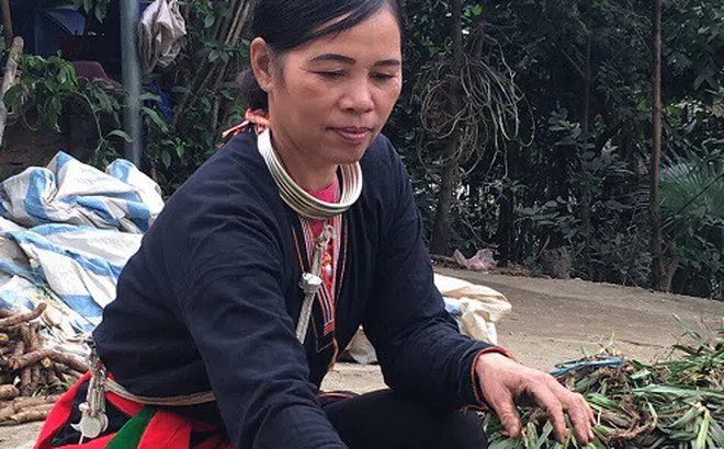 Bài thuốc giúp vận hành khí huyết khỏi tê bì, nhức mỏi các khớp