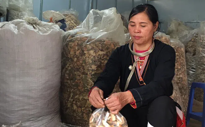 Đau ê ẩm các khớp và hành trình may mắn khi biết đến bài thuốc dân tộc