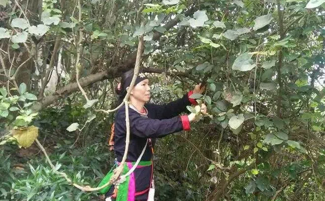 Kỳ 5: Đi tìm giá trị thực của bài thuốc bí truyền 5 đời cứu hàng ngàn người thoát kiếp tàn phế